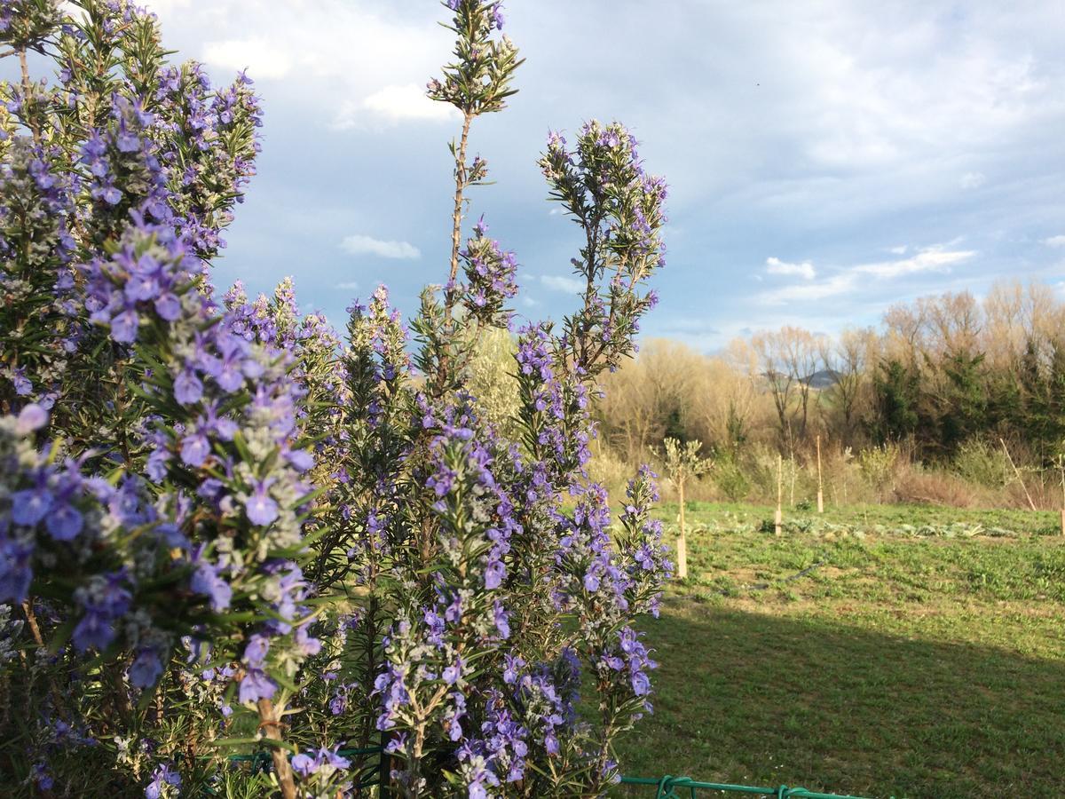 Agriturismo Il Pettirosso Hostal Forlì Exterior foto